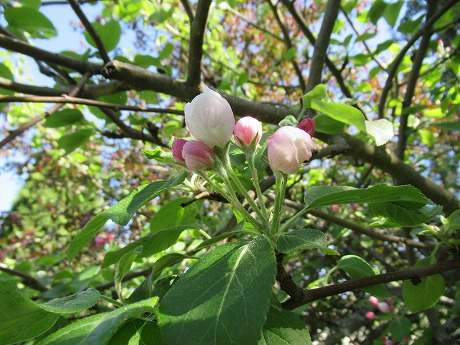 リンゴの花3