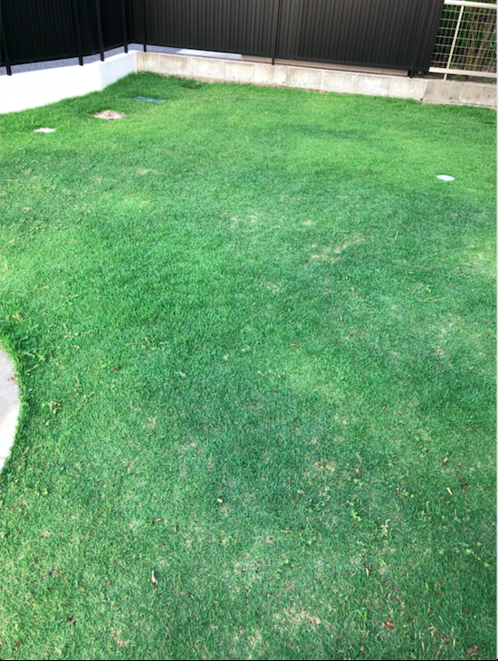 今年の芝生は、青い。メンテや肥料はやっぱ必要です。 - やまねこのブログ
