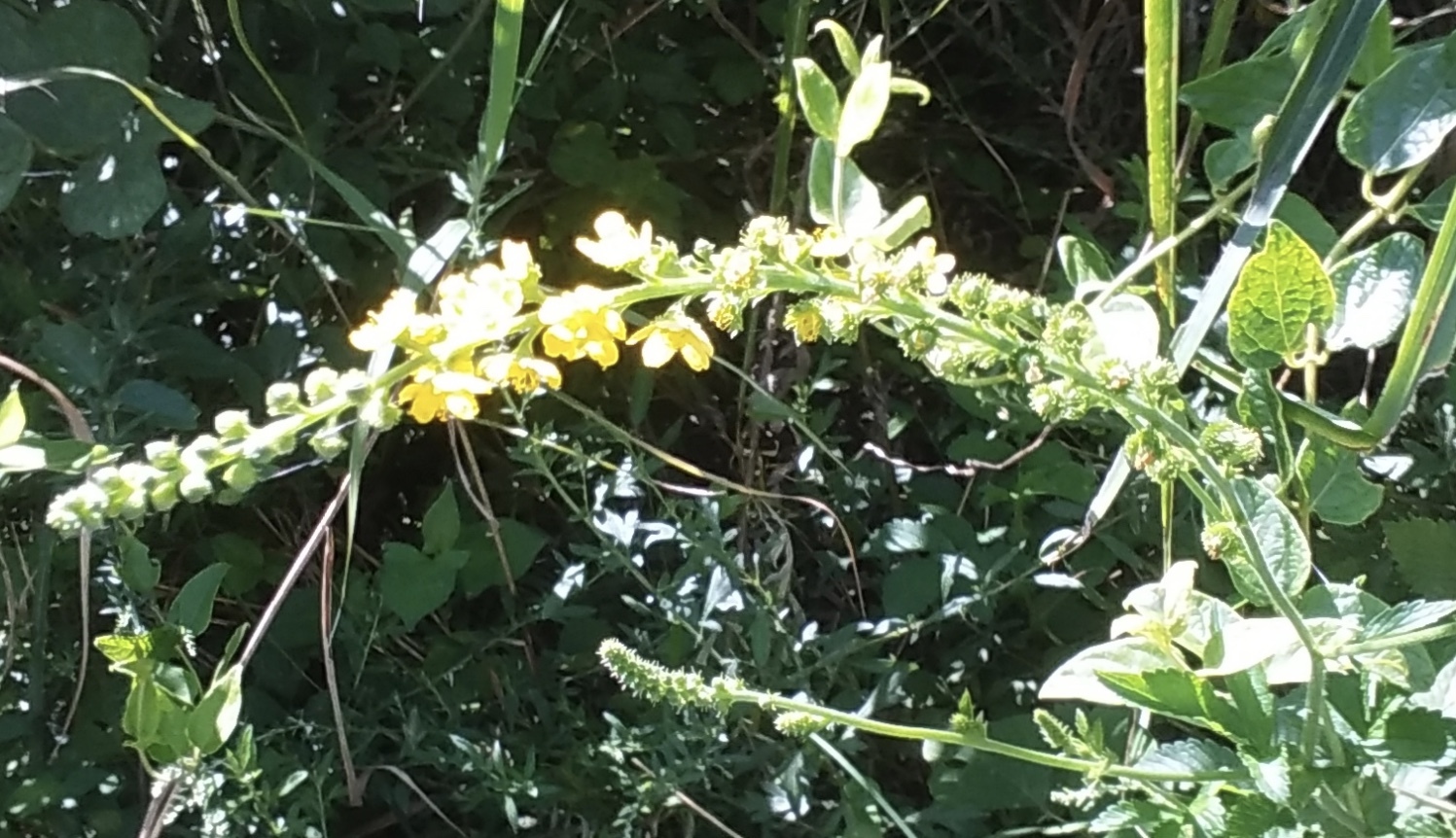 中山農園徒然 キンミズヒキを知っていますか ちょっと山に入ると今黄色い花を咲かせていますよ